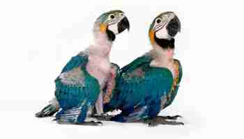baby-macaws-350.jpg