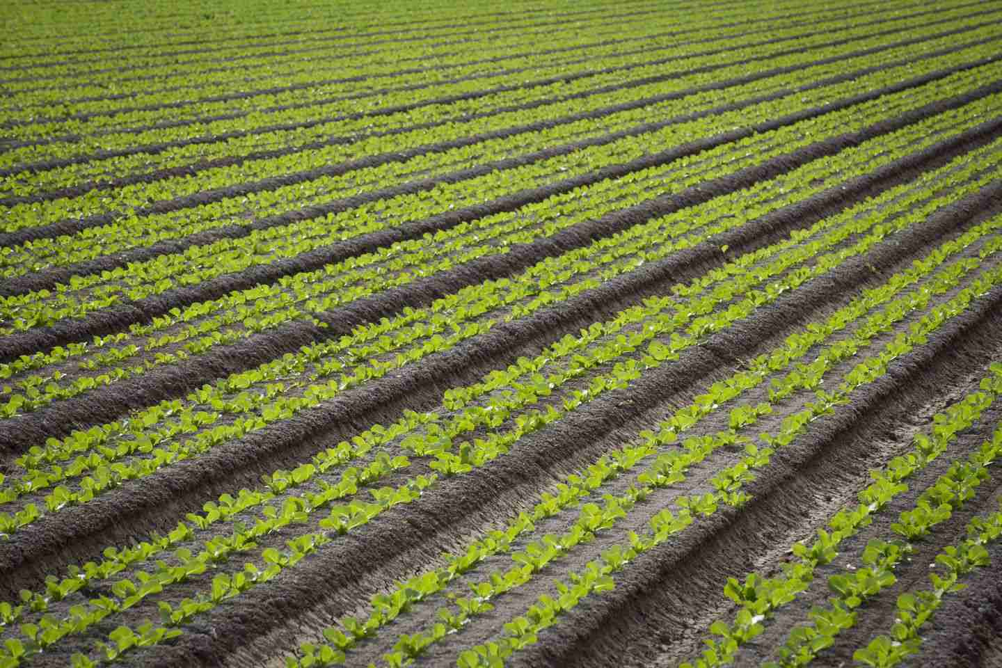 Romaine lettuce grew near Yuma, Ariz., one of the nation’s leading producers of leafy green vegetables. At least one recent E. coli outbreak has been traced to farms in the region.