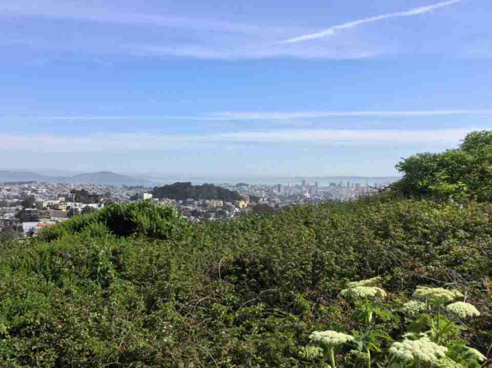 Hazy sky over a view of downtown San Francisco, Buena Vista park with dark green trees, and a row of bushes in the foreground.