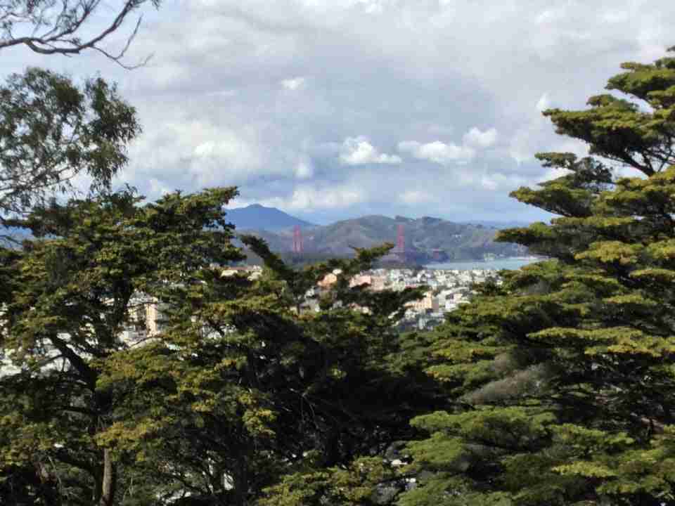 Distant and clear view of Mount Tam, the Marin Headlands, Golden Gate Bridge, a bit of the bay, San Francisco buildings, tall trees in the foreground at the top of Buena Vista Park