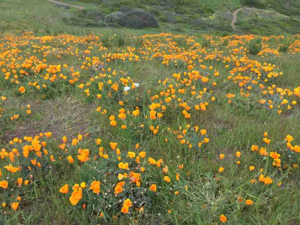 A field of California golden poppies on the side of the third mini peak south of the official two Twin Peaks.
