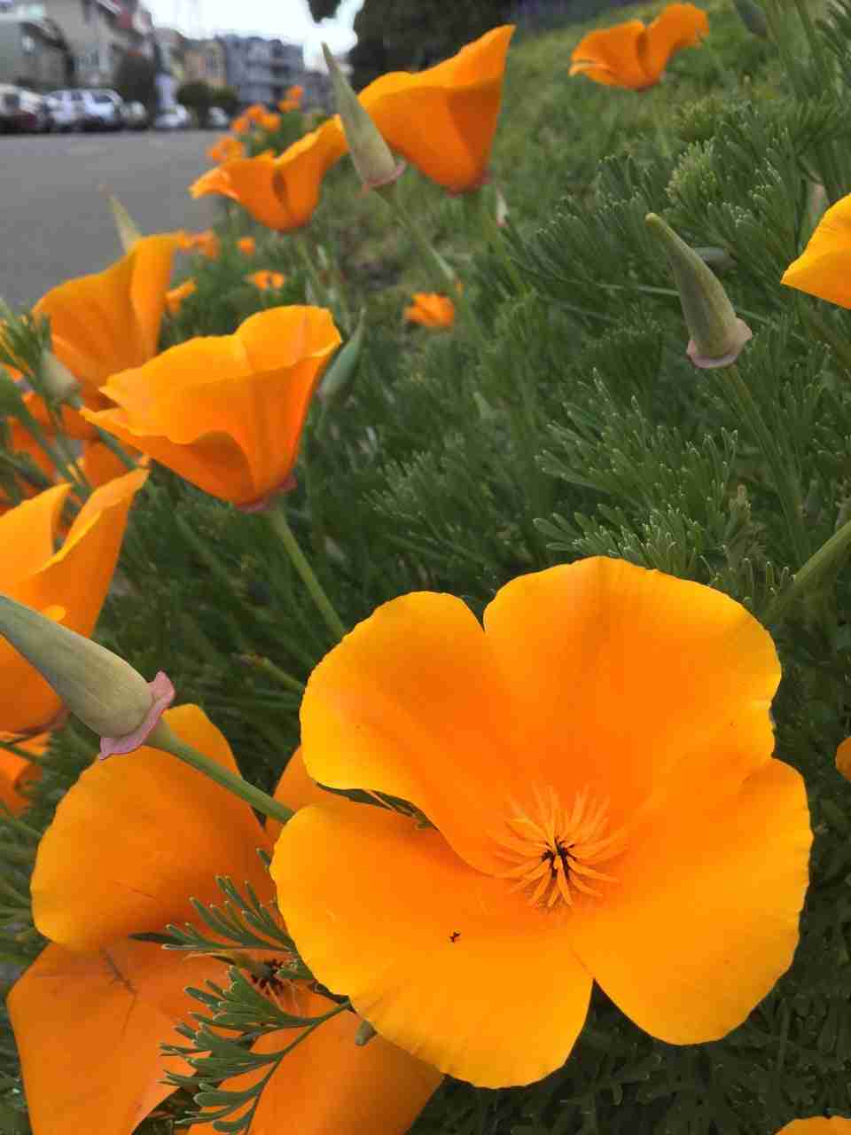 California golden poppies in full bloom on the side of a hill and receding into the distance, next to a street with cars parked on the other side of it, blurry from the distance.