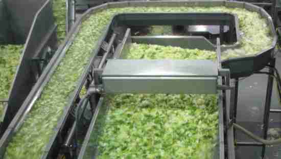 illustration lettuce processing salad