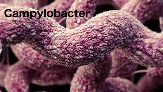 campylobacter