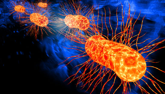 e. coli illustration
