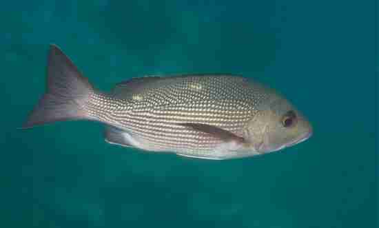 dreamstime_red snapper fish ciguatera ciguatoxin