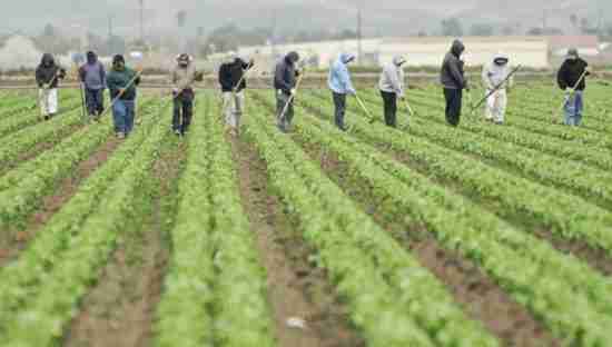 farmworkers farm labor California Central Coast