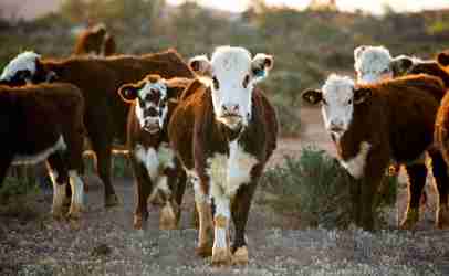 http://www.dreamstime.com/stock-photo-cattle-image10346270