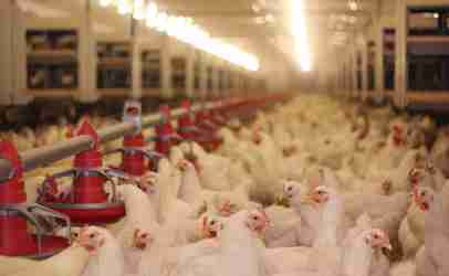 http://www.dreamstime.com/royalty-free-stock-images-chicken-farm-image24069509