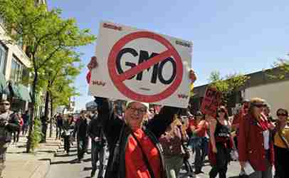 http://www.dreamstime.com/stock-image-anti-gmo-rally-toronto-may-woman-carrying-sign-to-denounce-intake-genetically-modified-food-against-giant-image35586321