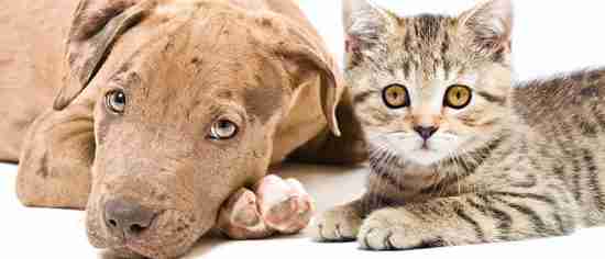 dog and cat_770x330