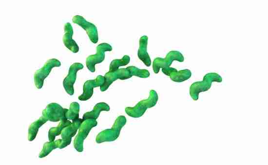 bacteria campylobacter