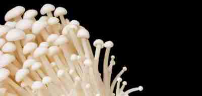 Sun Hong Foods Enoki Mushrooms linked to Listeria Outbreak
