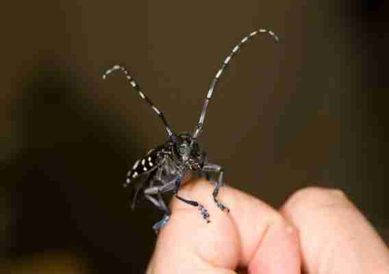 Asian longhorned beetle shown on an index finger